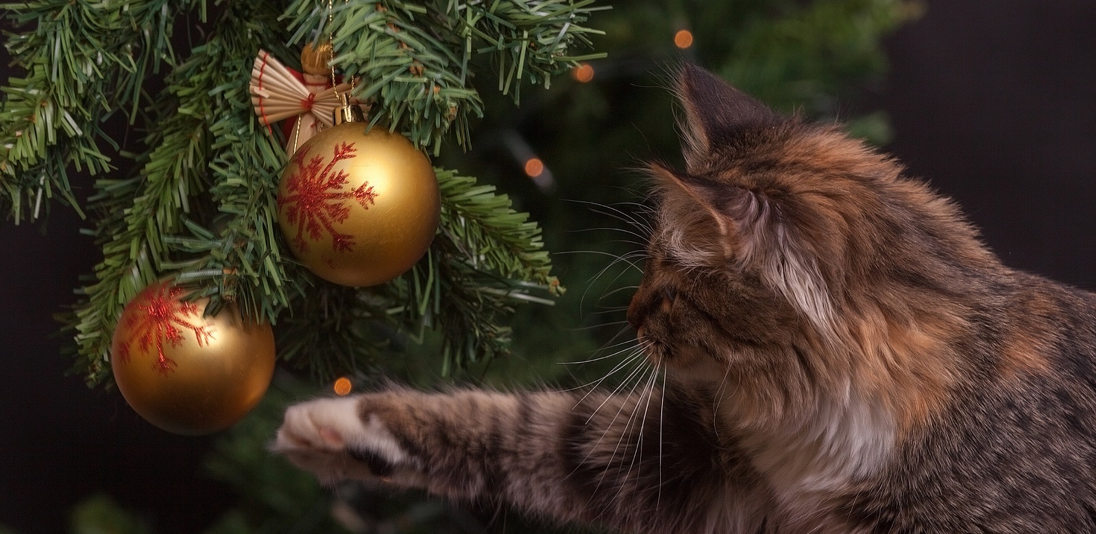 Cat playing with ornaments