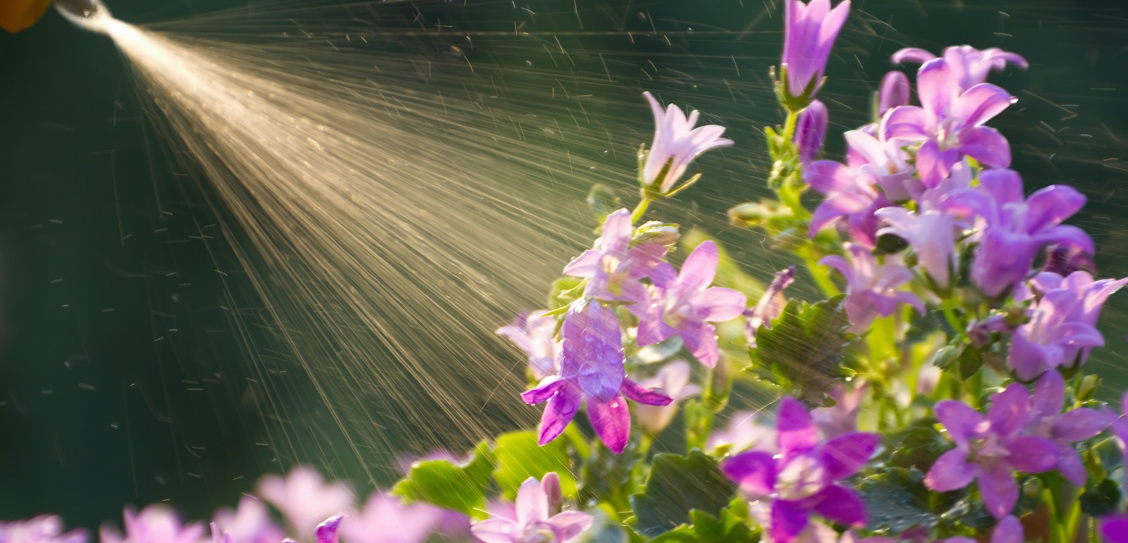 Fertilizer sprayed from bottle
