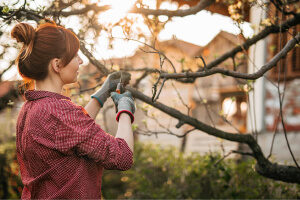 Woman pruning a tree